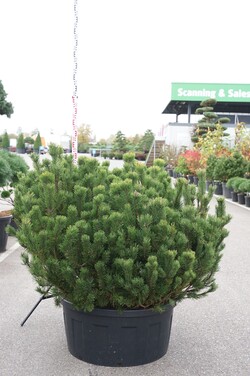 Pušis kalninė (Lot Pinus mugo) C240 125-150 CM SOL - nuotrauka 1