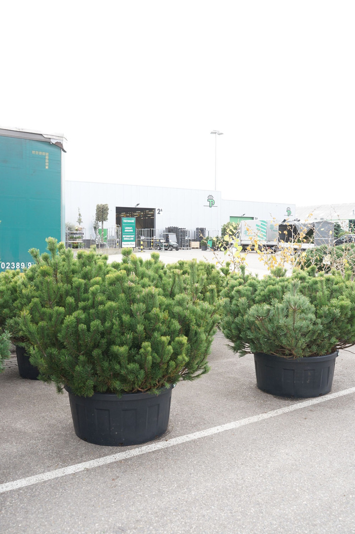 Pušis kalninė (Lot Pinus mugo) C240 125-150 CM SOL