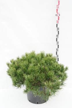 Pušis kalninė mugo (mughus) (Lot Pinus mugo mugo (mughus)) C25 60-80 CM | PUŠYS | SPYGLIUOČIAI