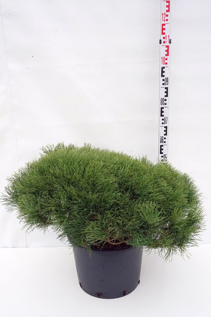 Pušis kalninė mugo (mughus) (Lot Pinus mugo mugo (mughus)) C25 80-100 CM | PUŠYS | SPYGLIUOČIAI