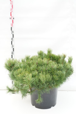 Pušis kalninė (Lot Pinus mugo) C35 80-90 CM