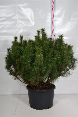 Pušis kalninė (Lot Pinus mugo) C35 90-100 CM