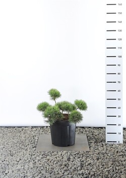 Pušis kalninė (Lot Pinus mugo) 'Mmughus' 40-50CM C25