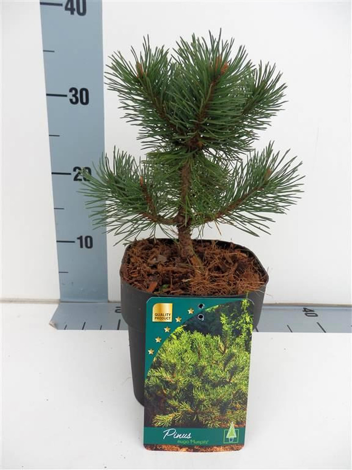 Pušis kalninė (Lot Pinus mugo) 'Mumpitz' C2/P17