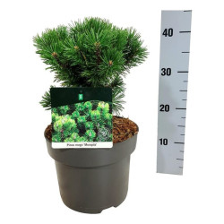 Pušis kalninė (Lot Pinus mugo) 'Mumpitz' C4/P21 20-25 CM