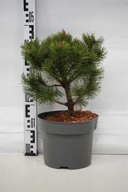 Pušis kalninė (Lot Pinus mugo) 'Mumpitz' C5/P23 30-35 CM - nuotrauka 1