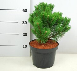 Pušis kalninė (Lot Pinus mugo) 'Mumpitz' C5/P23 30-35 CM - nuotrauka 2