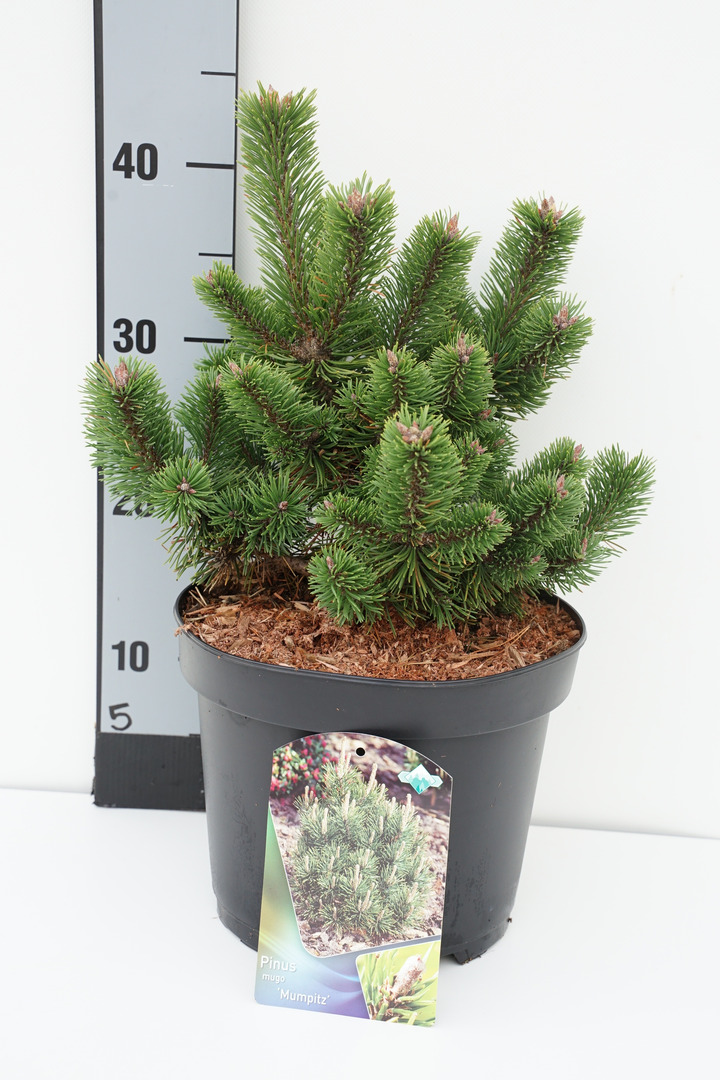 Pušis kalninė (Lot Pinus mugo) 'Mumpitz' C5/P23 30-40 CM | PUŠYS | SPYGLIUOČIAI