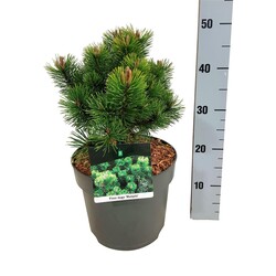 Pušis kalninė (Lot Pinus mugo) 'Mumpitz' C7,5/P26 25-30 CM | PUŠYS | SPYGLIUOČIAI