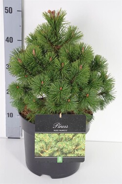 Pušis kalninė (Lot Pinus mugo) 'Mumpitz' C7,5/P26 30-40 CM - nuotrauka 1