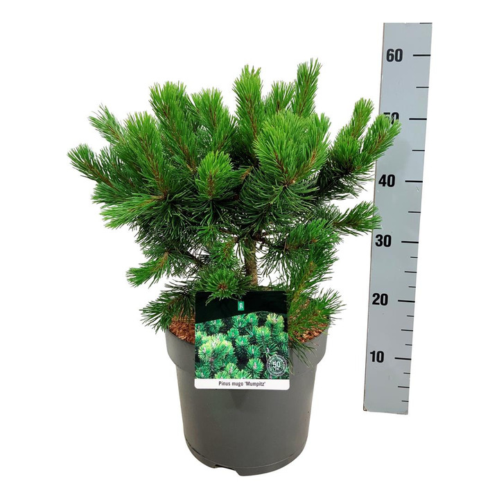 Pušis kalninė (Lot Pinus mugo) 'Mumpitz' C7,5/P26 30-40 CM | PUŠYS | SPYGLIUOČIAI