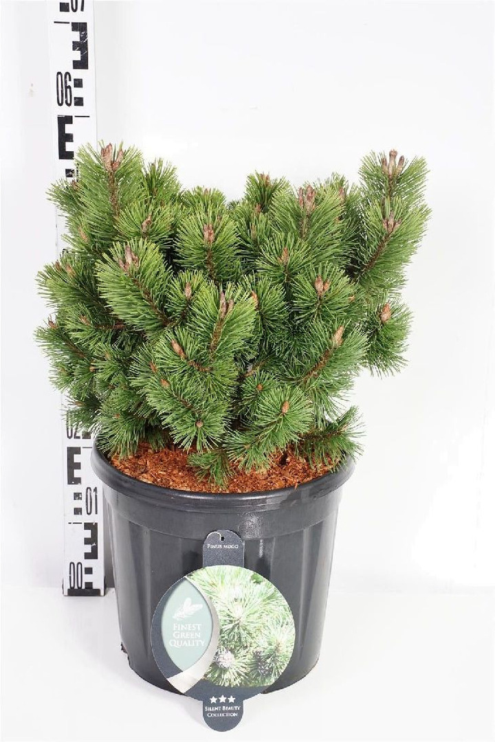 Pušis kalninė (Lot Pinus mugo) 'Mumpitz' C13 40-50 CM | PUŠYS | SPYGLIUOČIAI