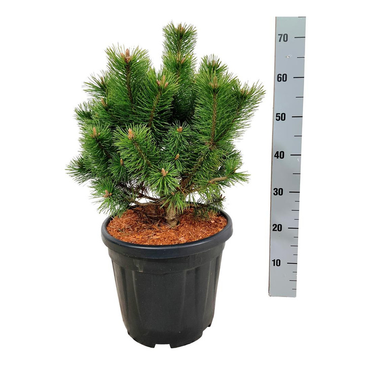 Pušis kalninė (Lot Pinus mugo) 'Mumpitz' C15 30-40 CM | PUŠYS | SPYGLIUOČIAI