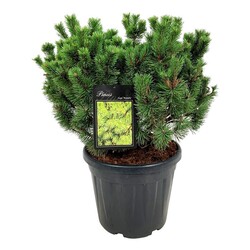 Pušis kalninė (Lot Pinus mugo) 'Mumpitz' C30 50-60 CM EXTRA