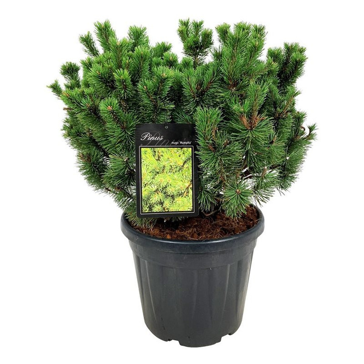 Pušis kalninė (Lot Pinus mugo) 'Mumpitz' C30 50-60 CM EXTRA
