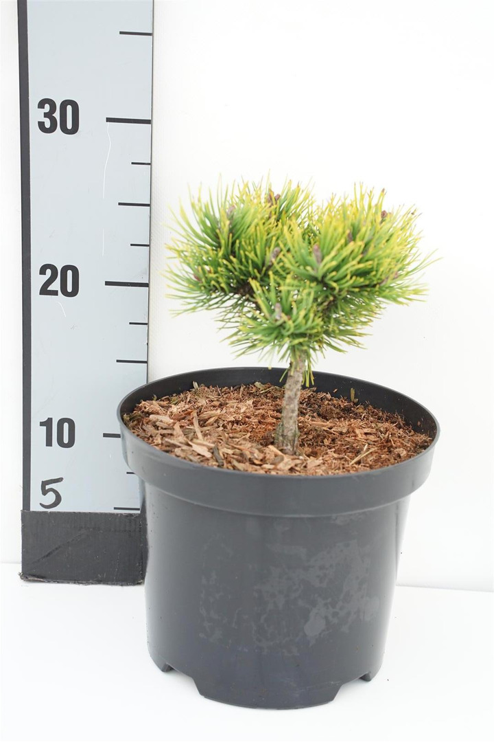 Pušis kalninė (Lot Pinus mugo) 'Ophir' C3/P19 10-15 CM
