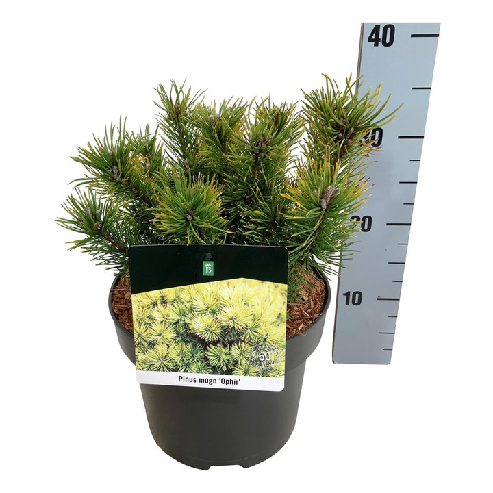 Pušis kalninė (Lot Pinus mugo) 'Ophir' C5/P23 20-25 CM | PUŠYS | SPYGLIUOČIAI