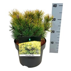 Pušis kalninė (Lot Pinus mugo) 'Ophir' C5/P23 25-30 CM | PUŠYS | SPYGLIUOČIAI