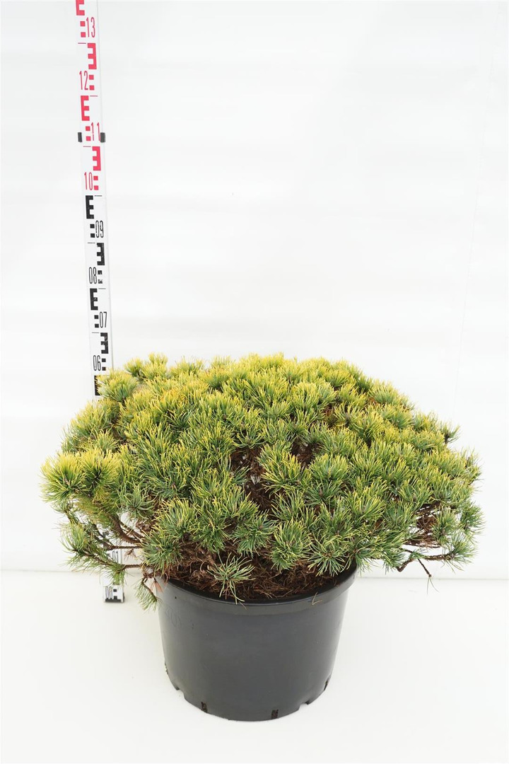 Pušis kalninė (Lot Pinus mugo) 'Ophir' C40 80-100 CM