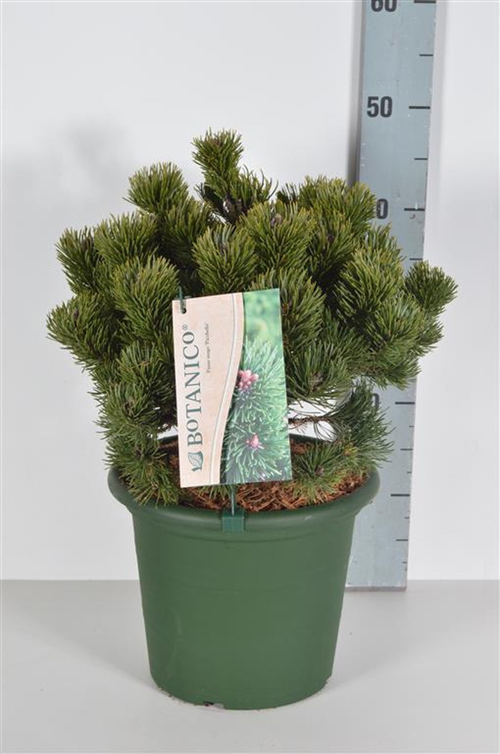 Pušis kalninė (Lot Pinus mugo) 'Picobello' C5/P23 25-30 CM | PUŠYS | SPYGLIUOČIAI