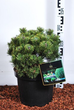 Pušis kalninė (Lot Pinus mugo) 'Picobello' C7,5/P26 25-30 CM - nuotrauka 2