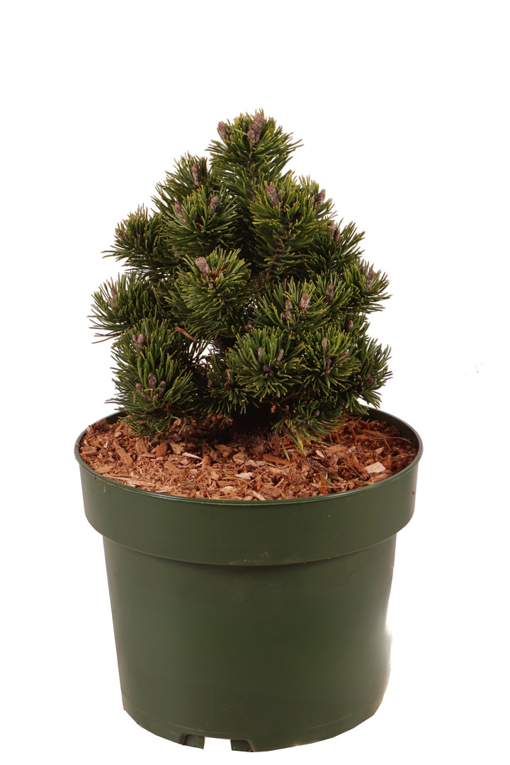 Pušis kalninė (Lot Pinus mugo) 'Picobello' C10 30-40 CM