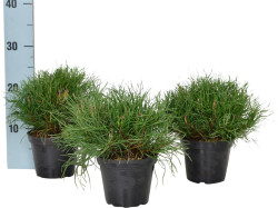 Pušis kalninė (Lot Pinus mugo) 'Pumilio' C1/P13 10-15 CM - nuotrauka 2