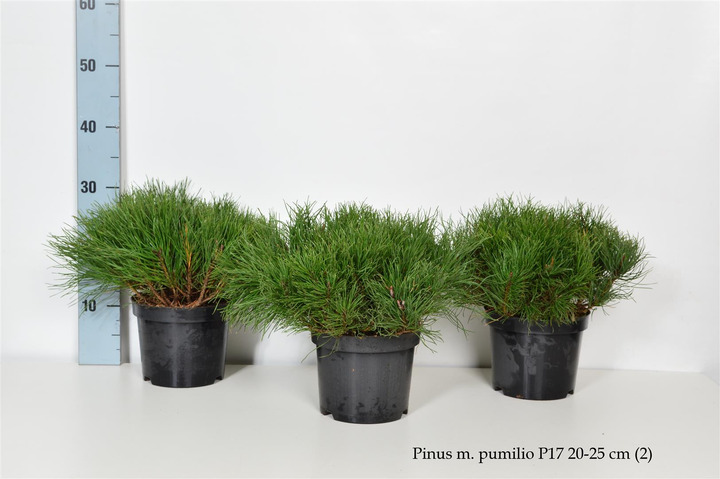 Pušis kalninė pumilio (Lot Pinus mugo pumilio) C2/P17 20-25 CM | PUŠYS | SPYGLIUOČIAI