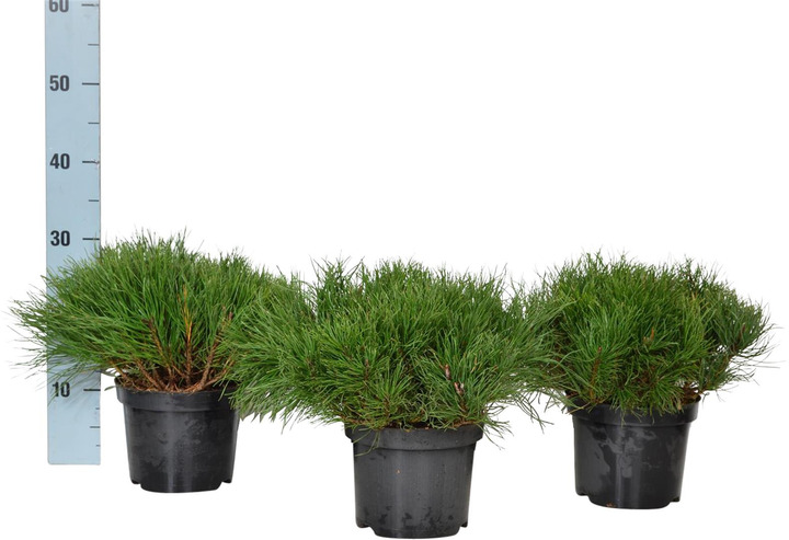 Pušis kalninė pumilio (Lot Pinus mugo pumilio) C2/P17 20-25 CM | PUŠYS | SPYGLIUOČIAI