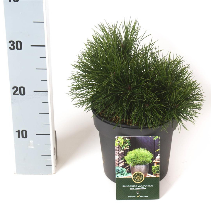 Pušis kalninė (Lot Pinus mugo) 'Pumilio' C2,5/P18 20-25 CM