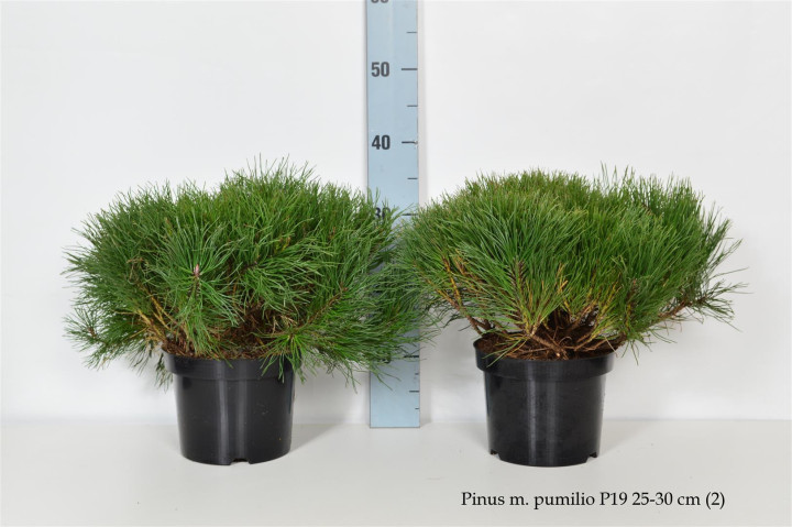 Pušis kalninė pumilio (Lot Pinus mugo pumilio) C3/P19 25-30 CM | PUŠYS | SPYGLIUOČIAI