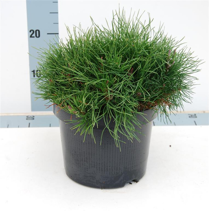 Pušis kalninė pumilio (Lot Pinus mugo pumilio) C5/P23 30-40 CM | PUŠYS | SPYGLIUOČIAI
