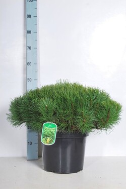 Pušis kalninė (Lot Pinus mugo) 'Pumilio' C10 50/+ CM - nuotrauka 2