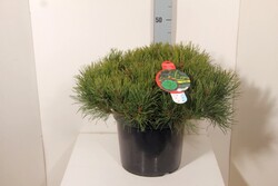 Pušis kalninė (Lot Pinus mugo) 'Pumilio' C12 50-60 CM