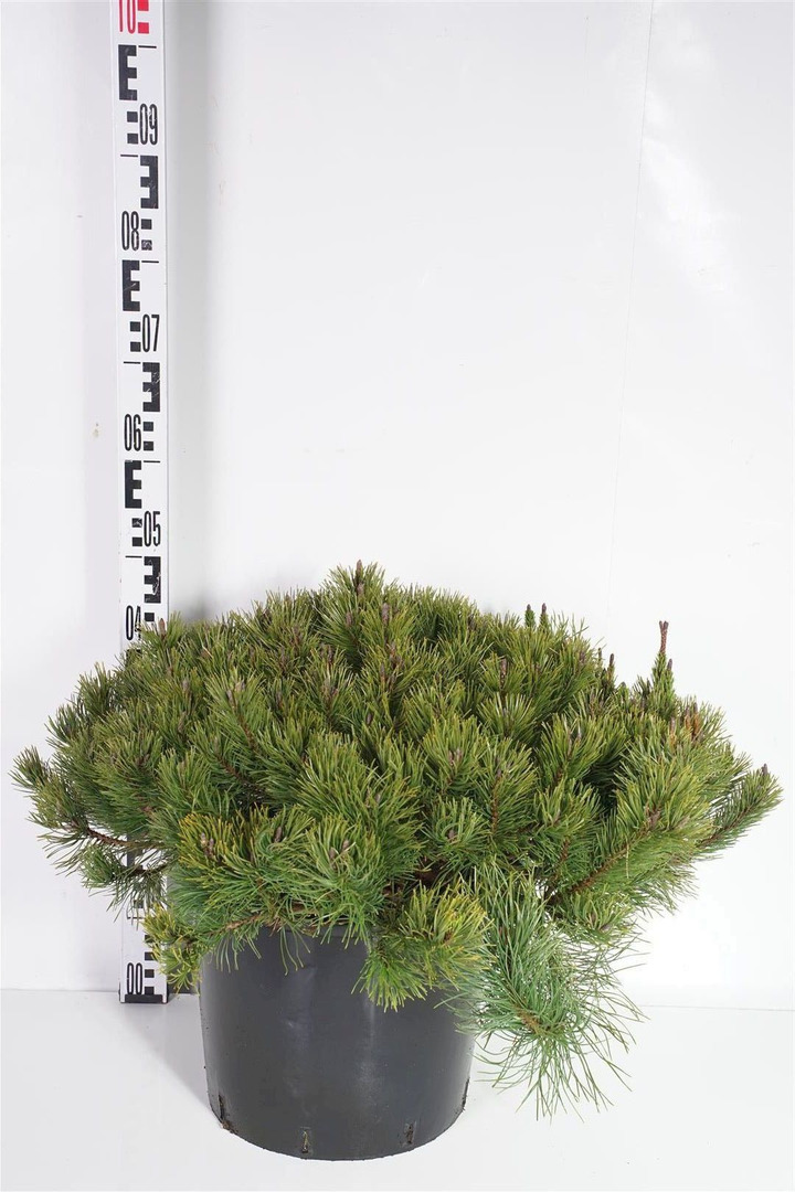 Pušis kalninė pumilio (Lot Pinus mugo pumilio) C15 60-70 CM | PUŠYS | SPYGLIUOČIAI