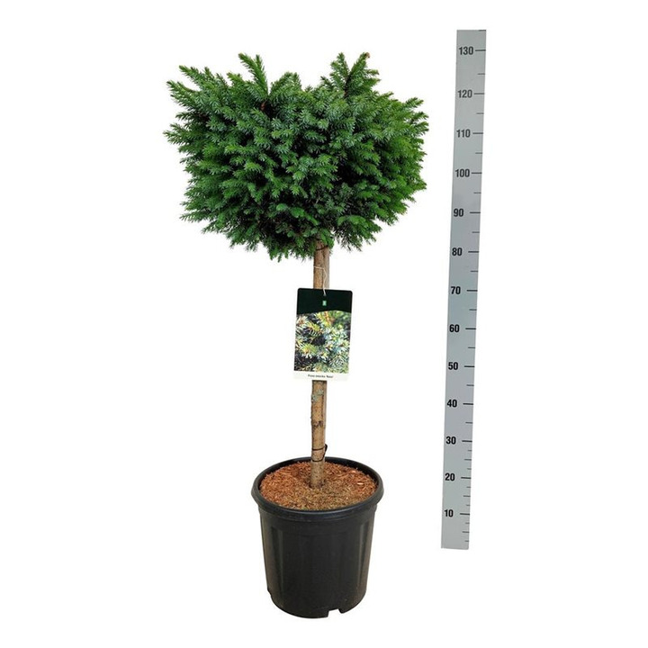 Pušis kalninė pumilio (Lot Pinus mugo pumilio) C30 70-80 CM | PUŠYS | SPYGLIUOČIAI