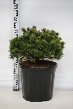 Pušis kalninė (Lot Pinus mugo) 'Pumuckel' C18 30-40 CM | PUŠYS | SPYGLIUOČIAI
