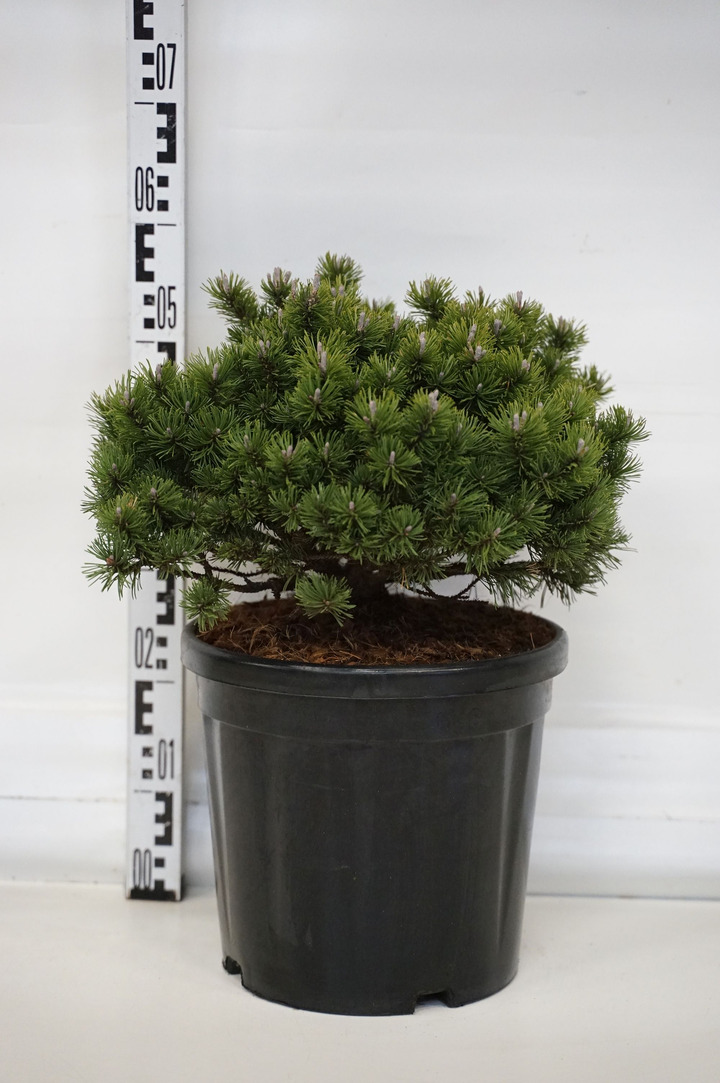 Pušis kalninė (Lot Pinus mugo) 'Pumuckel' C18 30-40 CM | PUŠYS | SPYGLIUOČIAI