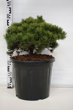 Pušis kalninė (Lot Pinus mugo) 'Pumuckel' C20 40-50 CM | PUŠYS | SPYGLIUOČIAI