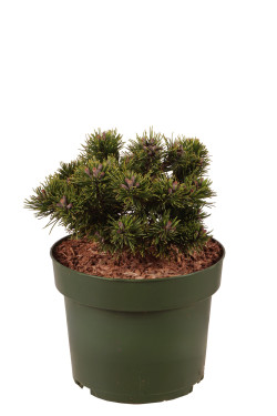 Pušis kalninė (Lot Pinus mugo) 'Sherwood Compact' C4/P21 20-25 CM - nuotrauka 1