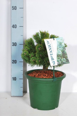 Pušis kalninė (Lot Pinus mugo) 'Sherwood Compact' C4/P21 20-25 CM - nuotrauka 2