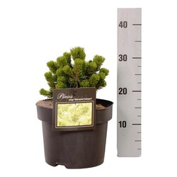 Pušis kalninė (Lot Pinus mugo) 'Sherwood Compact' C5/P23 15-20 CM - nuotrauka 1