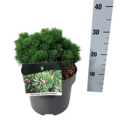Pušis kalninė (Lot Pinus mugo) 'Sherwood Compact' C5/P23 15-20 CM - nuotrauka 2