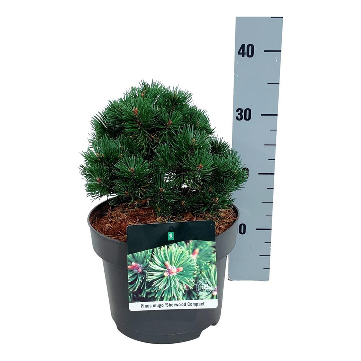 Pušis kalninė (Lot Pinus mugo) 'Sherwood Compact' C5/P23 20-25 CM