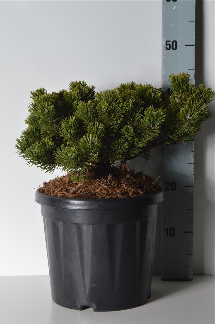 Pušis kalninė (Lot Pinus mugo) 'Sherwood Compact' C7,5/P26 25-30 CM