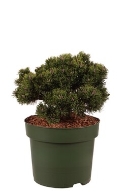 Pušis kalninė (Lot Pinus mugo) 'Sherwood Compact' C10 30-40 CM - nuotrauka 1