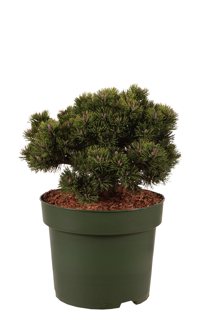 Pušis kalninė (Lot Pinus mugo) 'Sherwood Compact' C10 30-40 CM