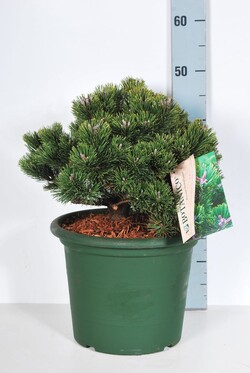 Pušis kalninė (Lot Pinus mugo) 'Sherwood Compact' C10 30-40 CM - nuotrauka 2