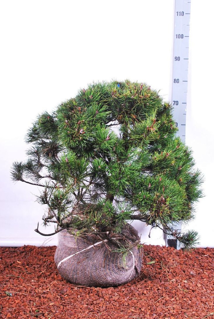 Pušis kalninė (Lot Pinus mugo)  50-60 CM RB  EXTRA