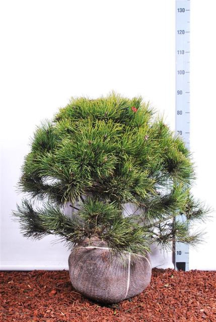 Pušis kalninė (Lot Pinus mugo)  RB 60-80 CM  EXTRA
